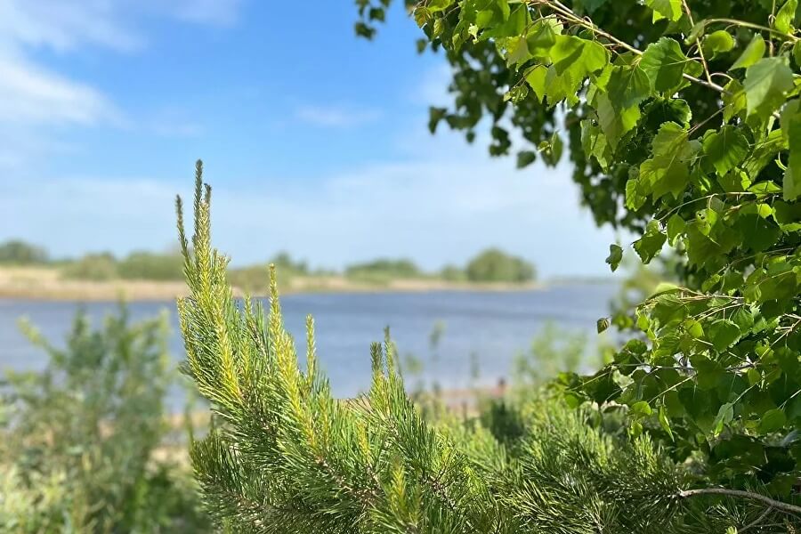 Озёрный вид сквозь зелень тростника и листвы.