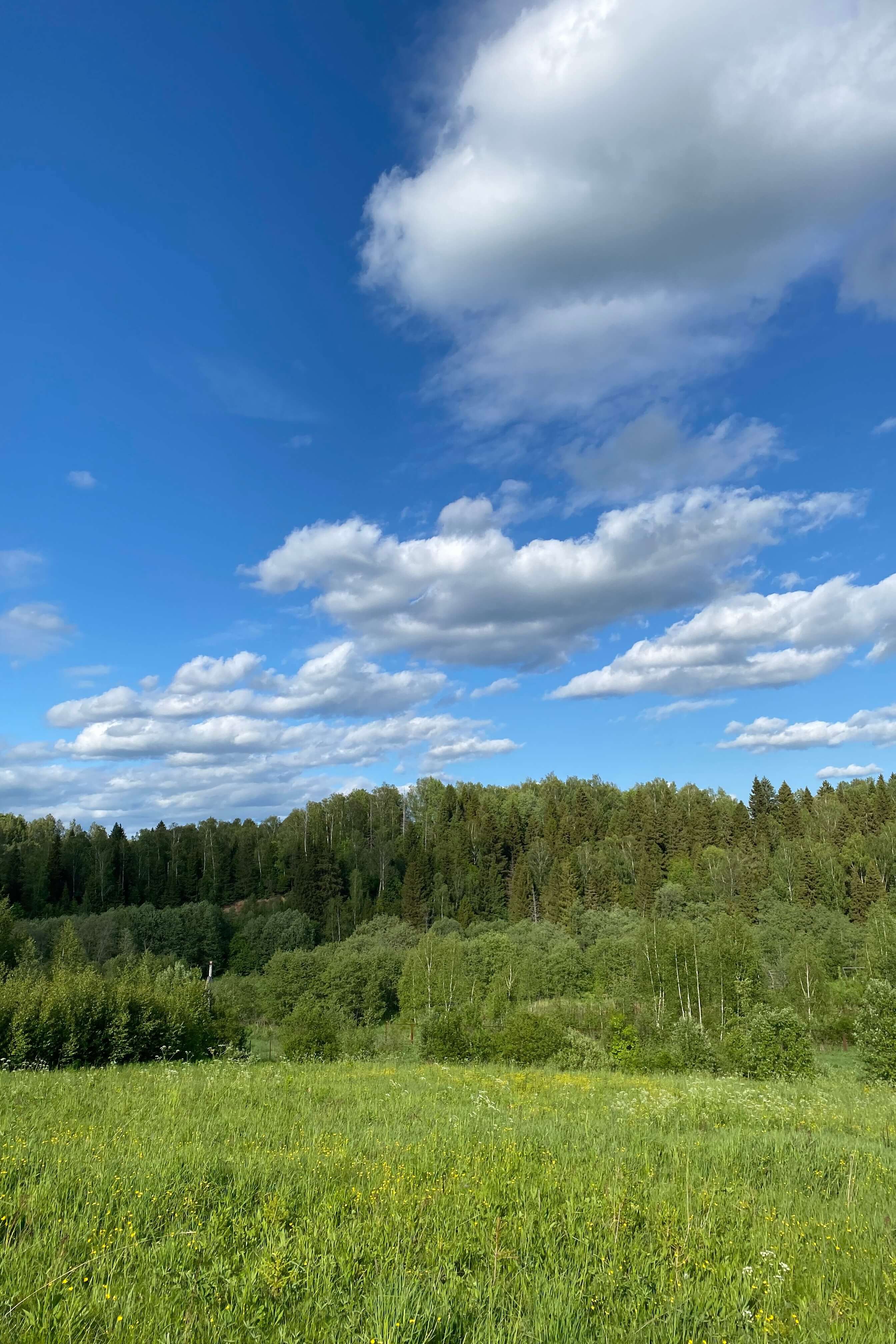 Луговая поляна перед лесом в солнечный день.