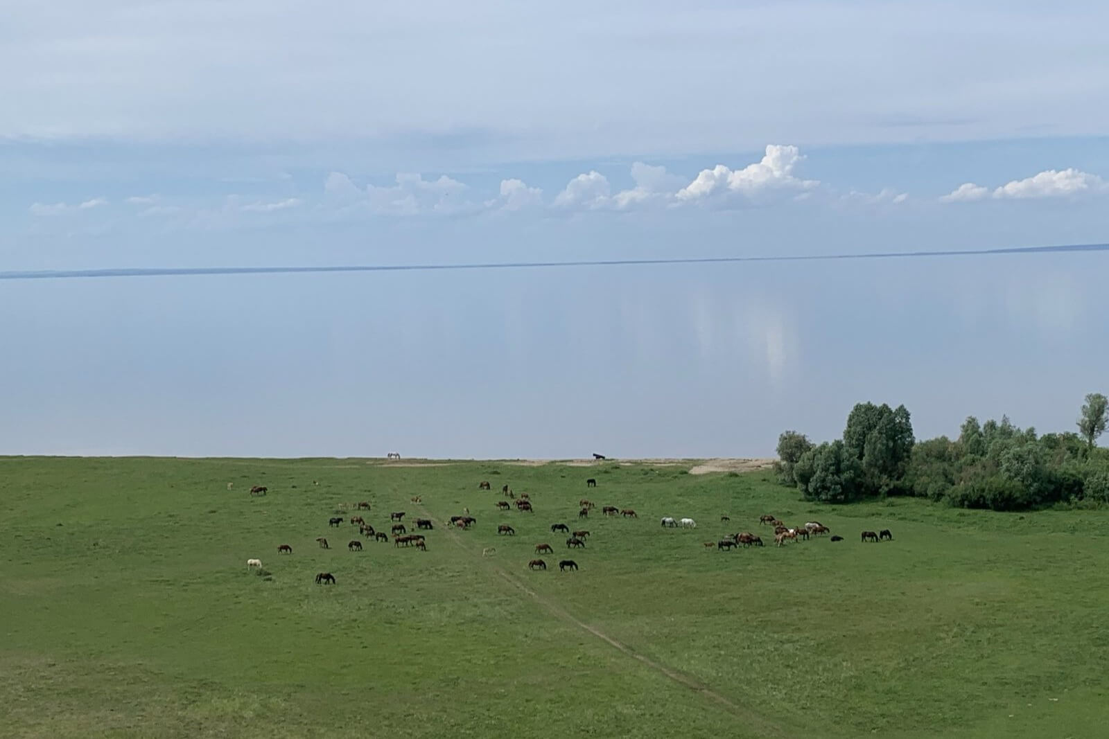 Стадо коров пасется на зеленом лугу у водоема.