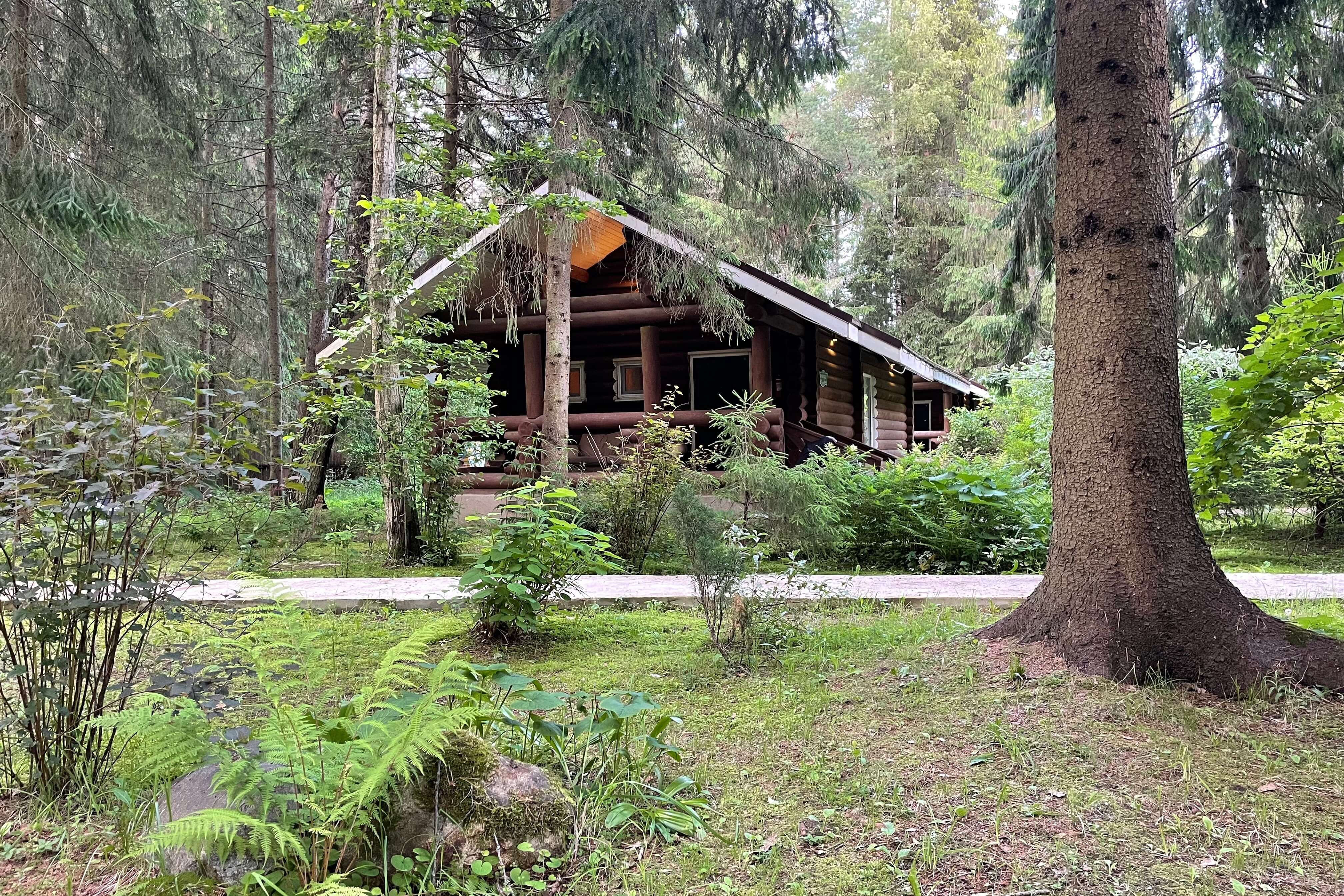 Green forest.