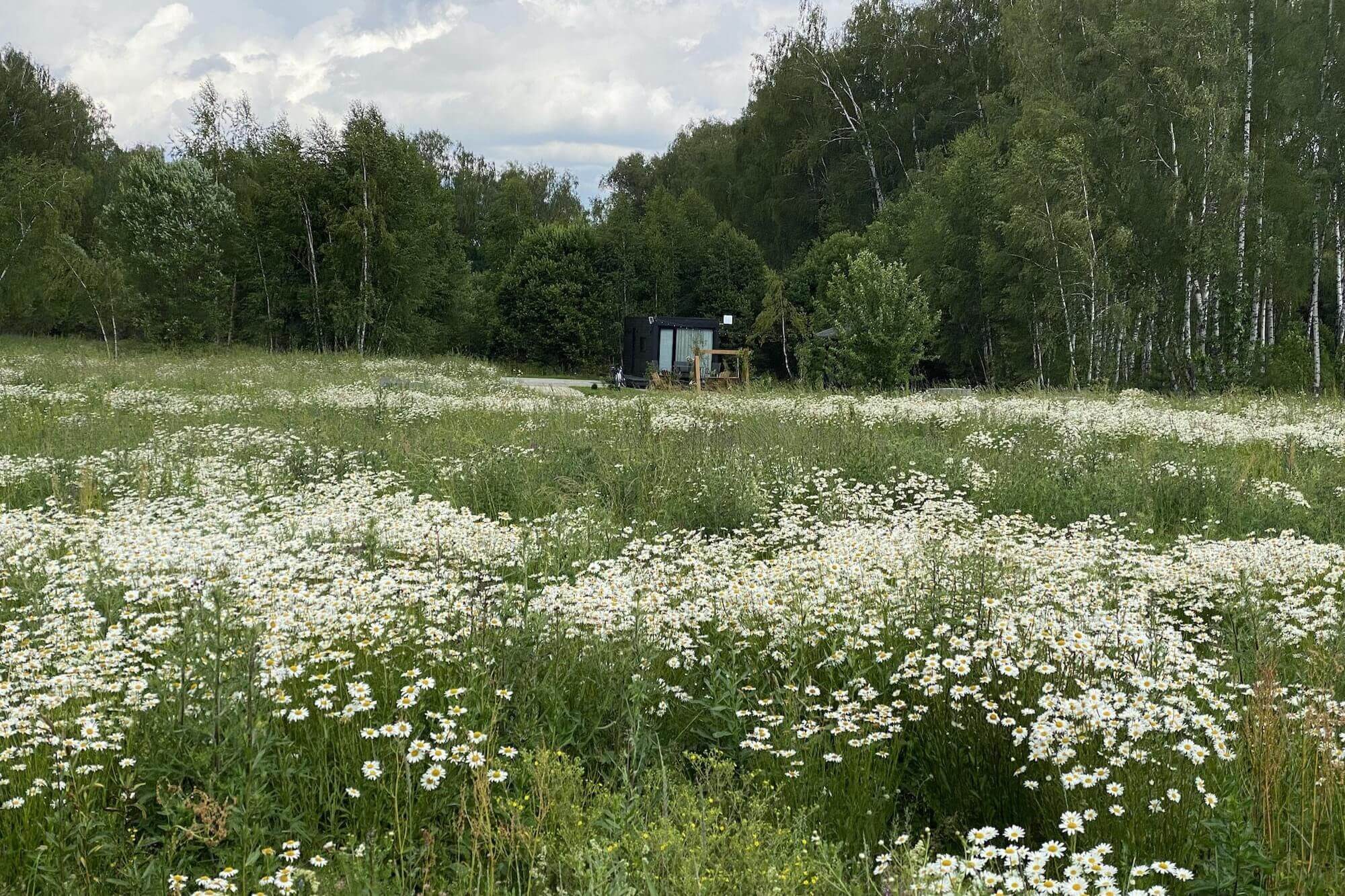 Поле с белыми ромашками и лесом, где расположен домик.