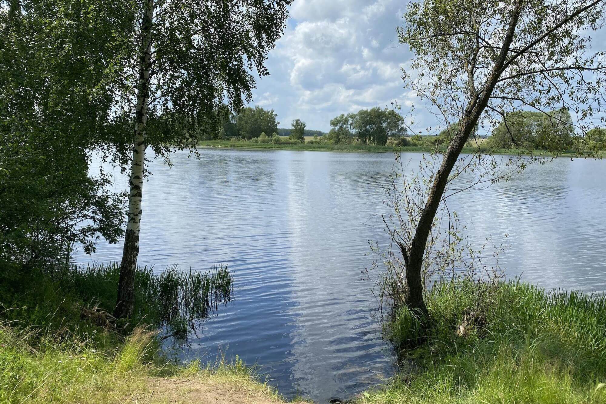 Река с пологими берегами и березами у воды.